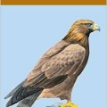 دانلود کتاب پرندگان شکاری <br>Birds of Prey: Falcon Pocket Guides