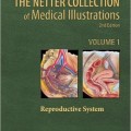 دانلود کتاب مجموعه تصاویر پزشکی نتر: سیستم تولید مثل (جلد اول)<br>The Netter Collection of Medical Illustrations: Reproductive System, 2ed