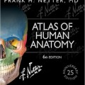 دانلود کتاب اطلس آناتومی انسان نتر<br>Atlas of Human Anatomy, 6ed