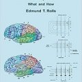 دانلود کتاب محاسبات مغزی: چطور و چگونه<br>Brain Computations: What and How, 1ed