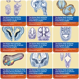 دانلود کتاب Atlas of Human Central Nervous System Development (15 Volume Set)